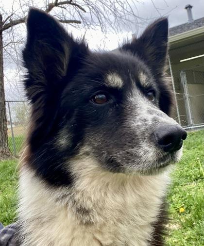 Enlarge Oreo, a ADOPTABLE Australian Shepherd in Glasgow, KY image 3/3