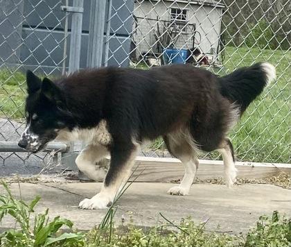 Enlarge Oreo, a ADOPTABLE Australian Shepherd in Glasgow, KY image 2/3