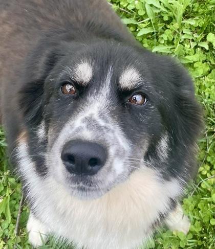 Enlarge Oreo, a ADOPTABLE Australian Shepherd in Glasgow, KY image 1/3