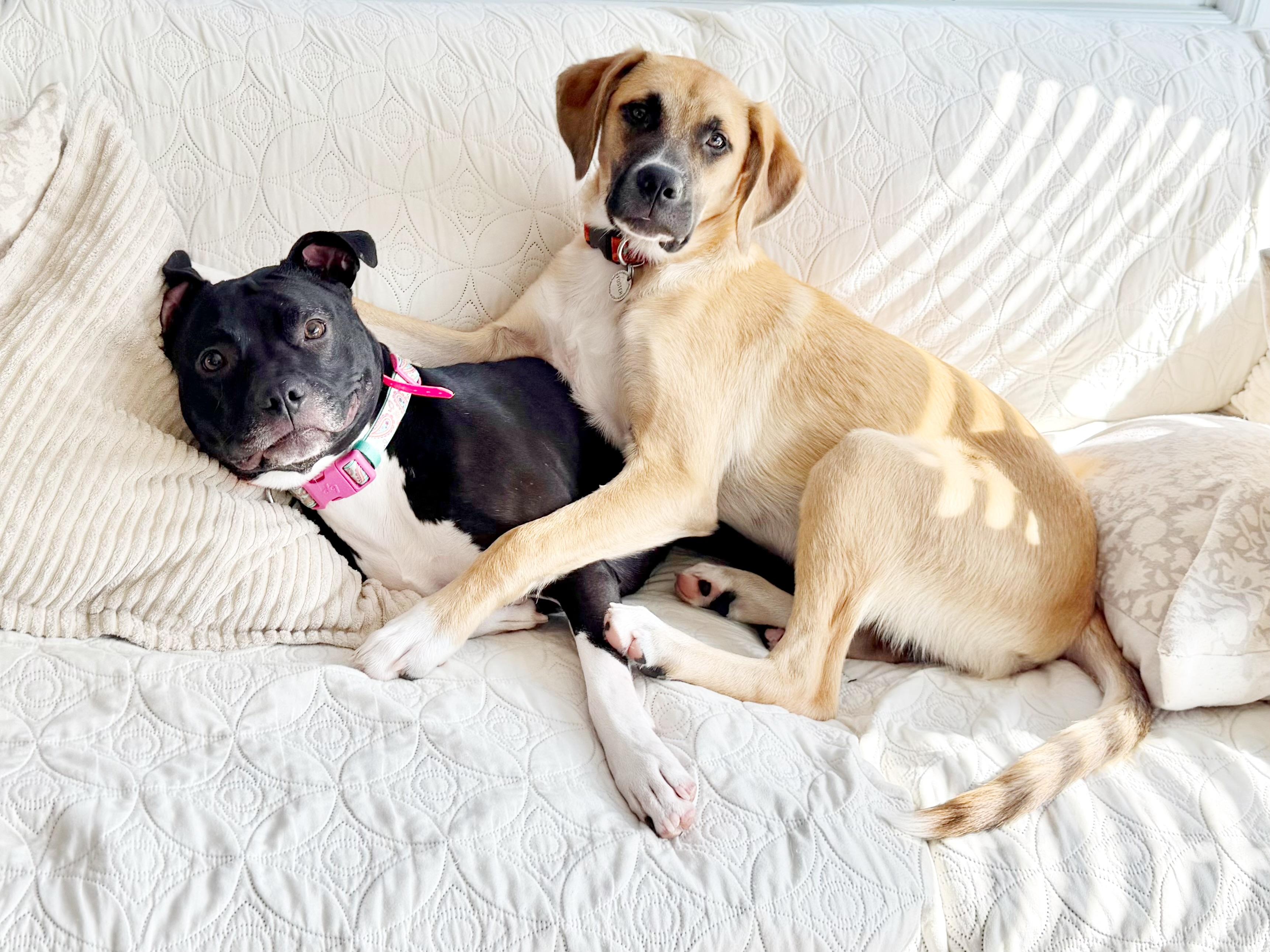 Enlarge Eddie, a ADOPTABLE mixed breed in Buffalo, NY image 4/5