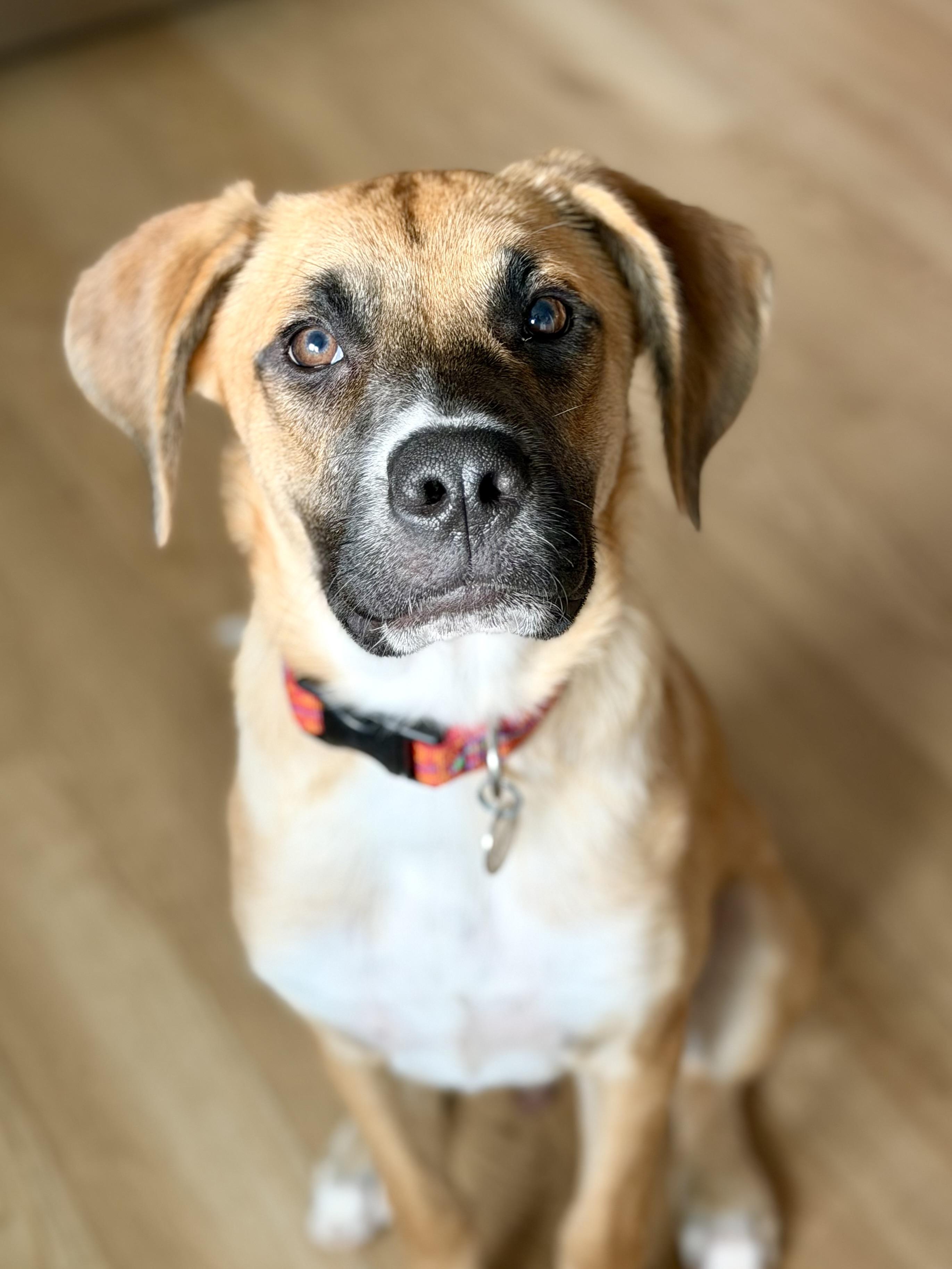 Enlarge Eddie, a ADOPTABLE mixed breed in Buffalo, NY image 1/5