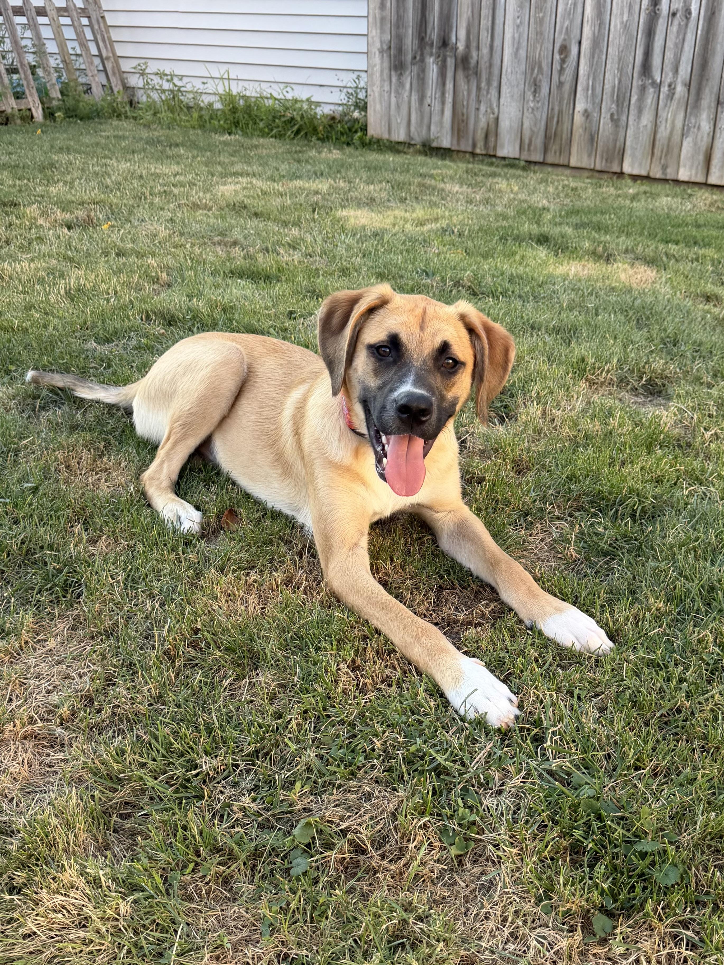Enlarge Eddie, a ADOPTABLE mixed breed in Buffalo, NY image 5/5