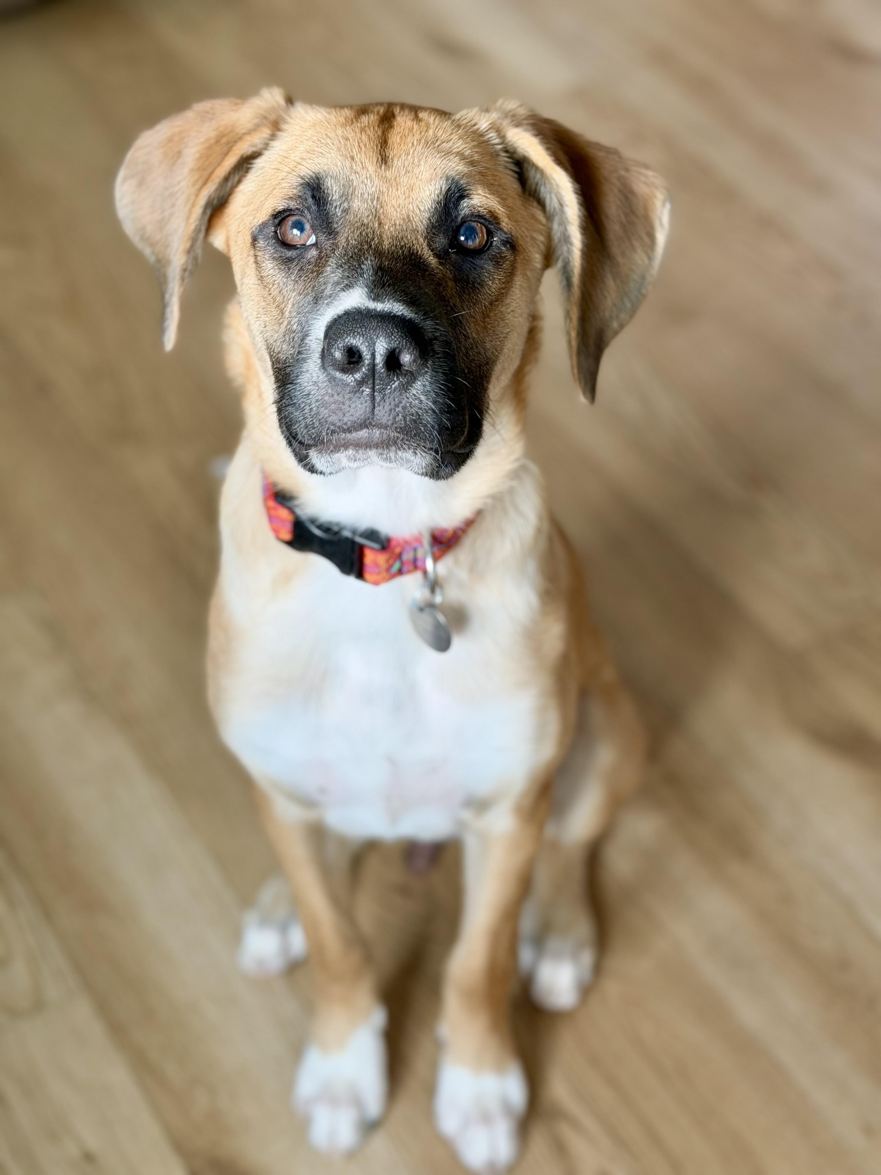 Enlarge Eddie, a ADOPTABLE mixed breed in Buffalo, NY image 1/6
