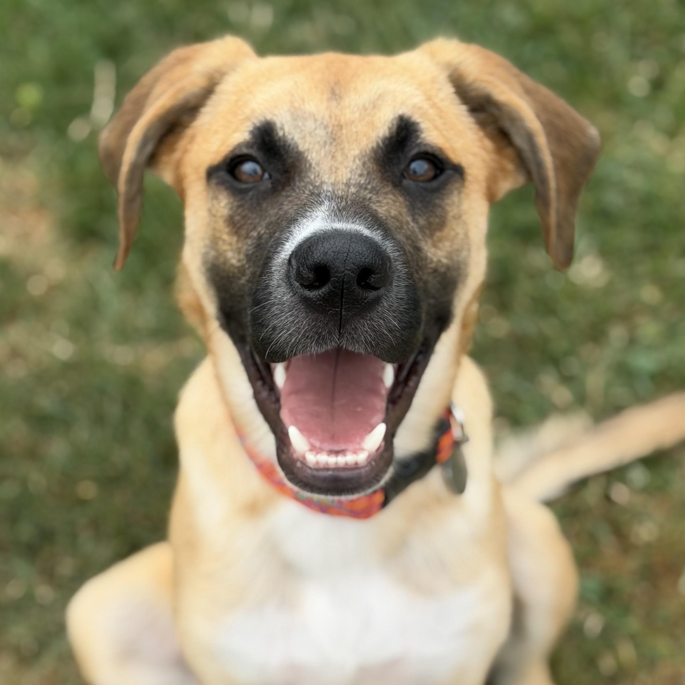 Eddie, ADOPTABLE, Puppy Male Mastiff & Boxer.