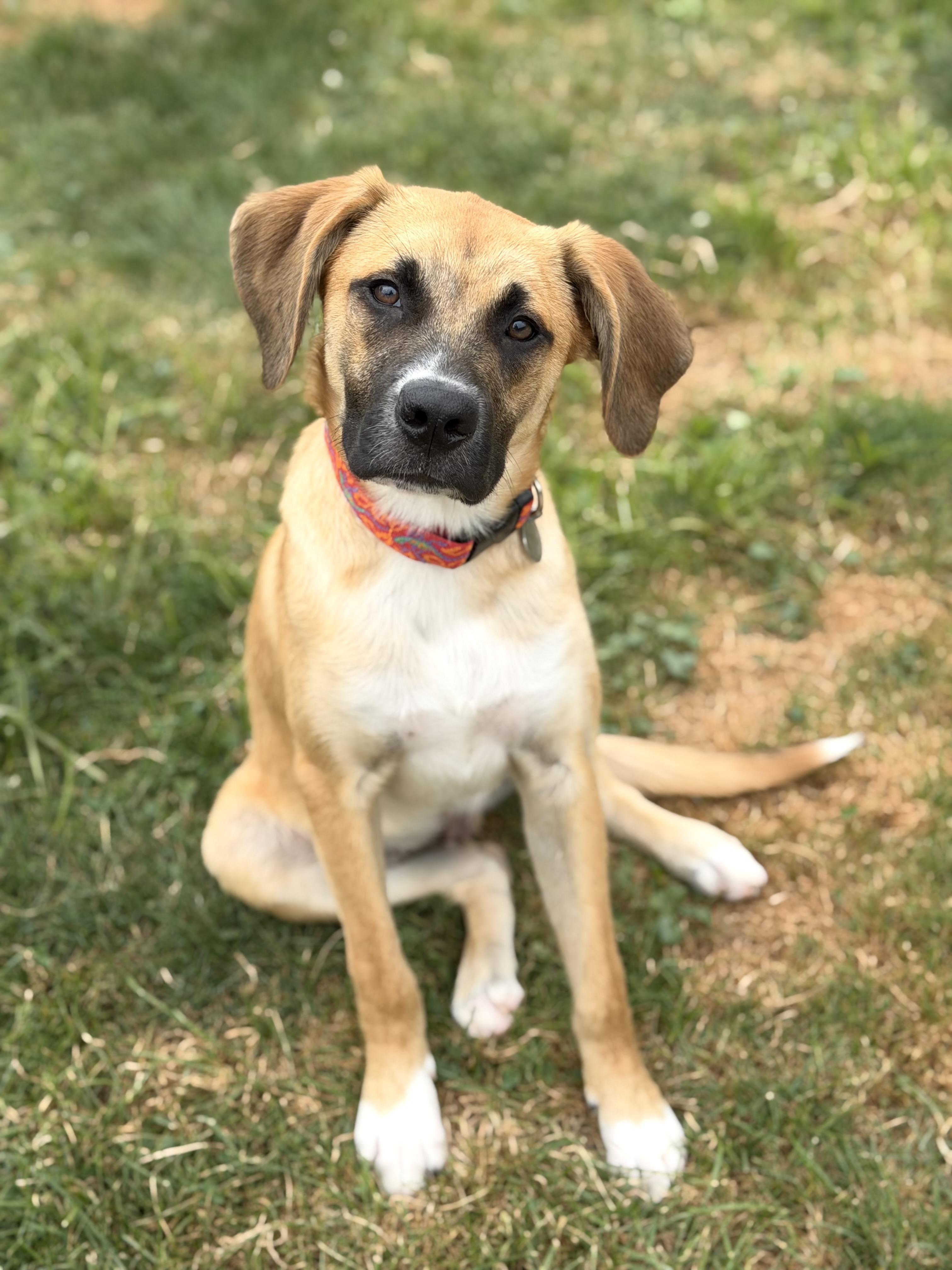 Enlarge Eddie, a ADOPTABLE mixed breed in Buffalo, NY image 2/5