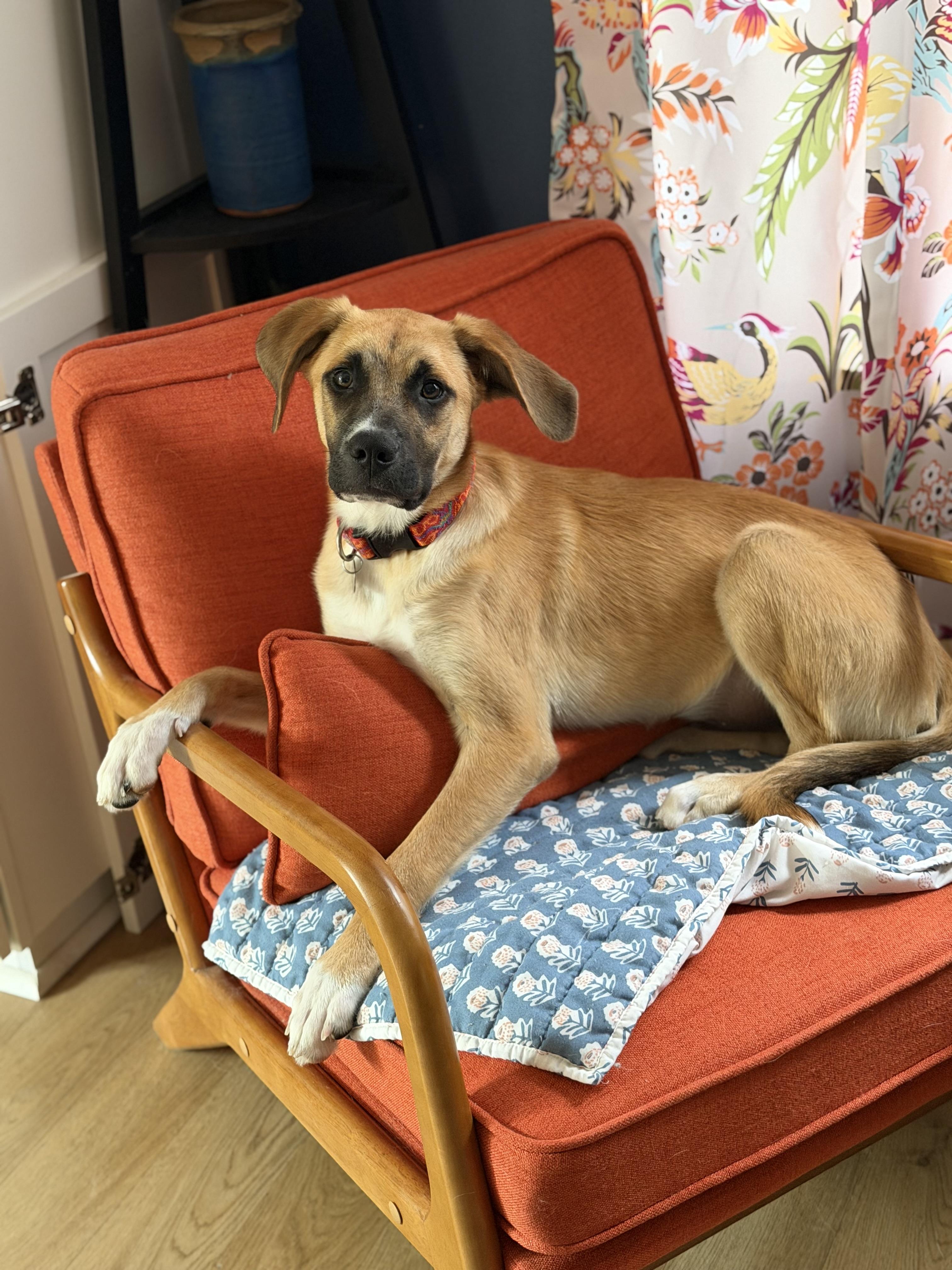Eddie, a ADOPTABLE mixed breed in Buffalo, NY image 4/4