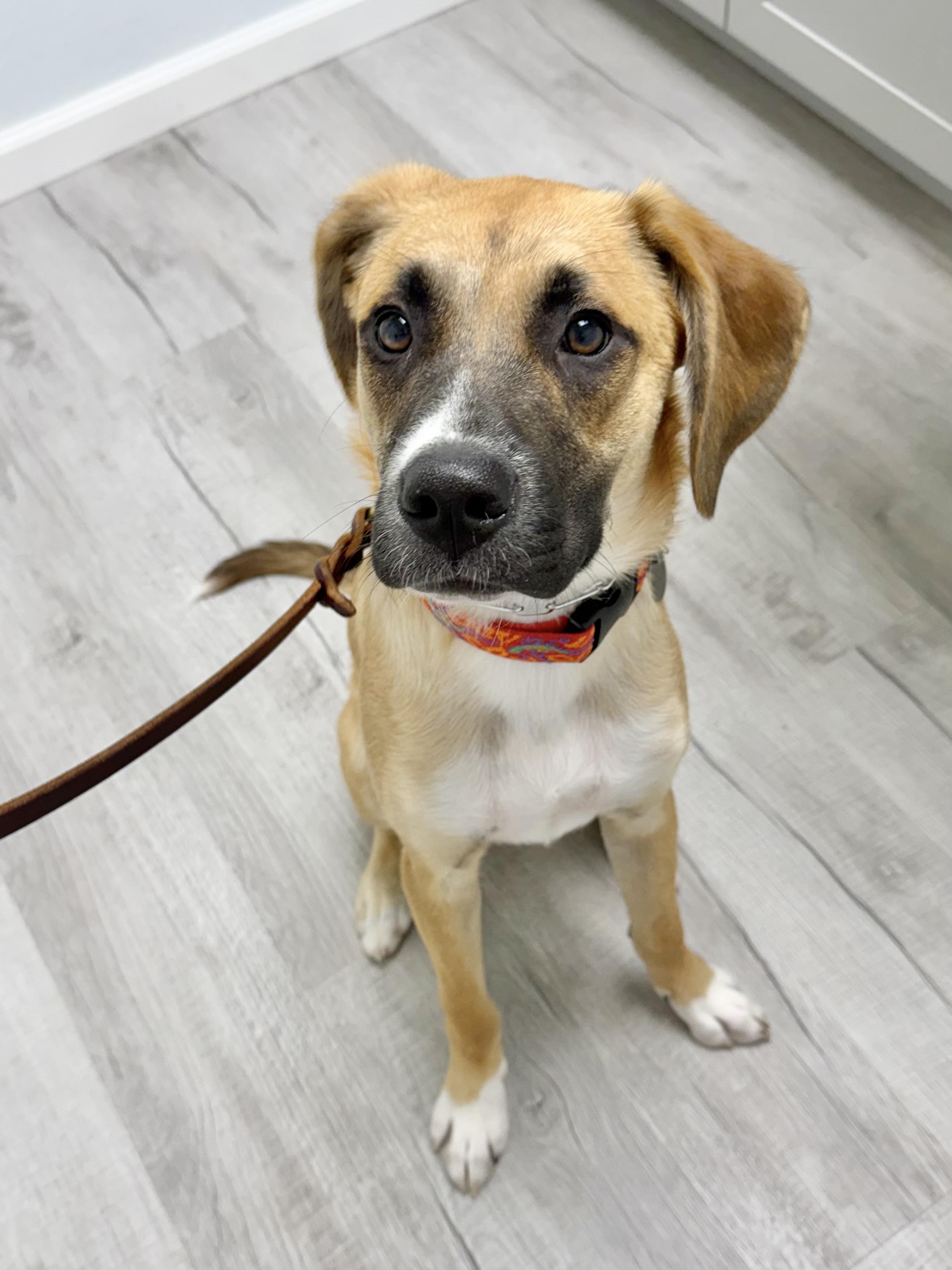 Enlarge Eddie, a ADOPTABLE mixed breed in Buffalo, NY image 3/6