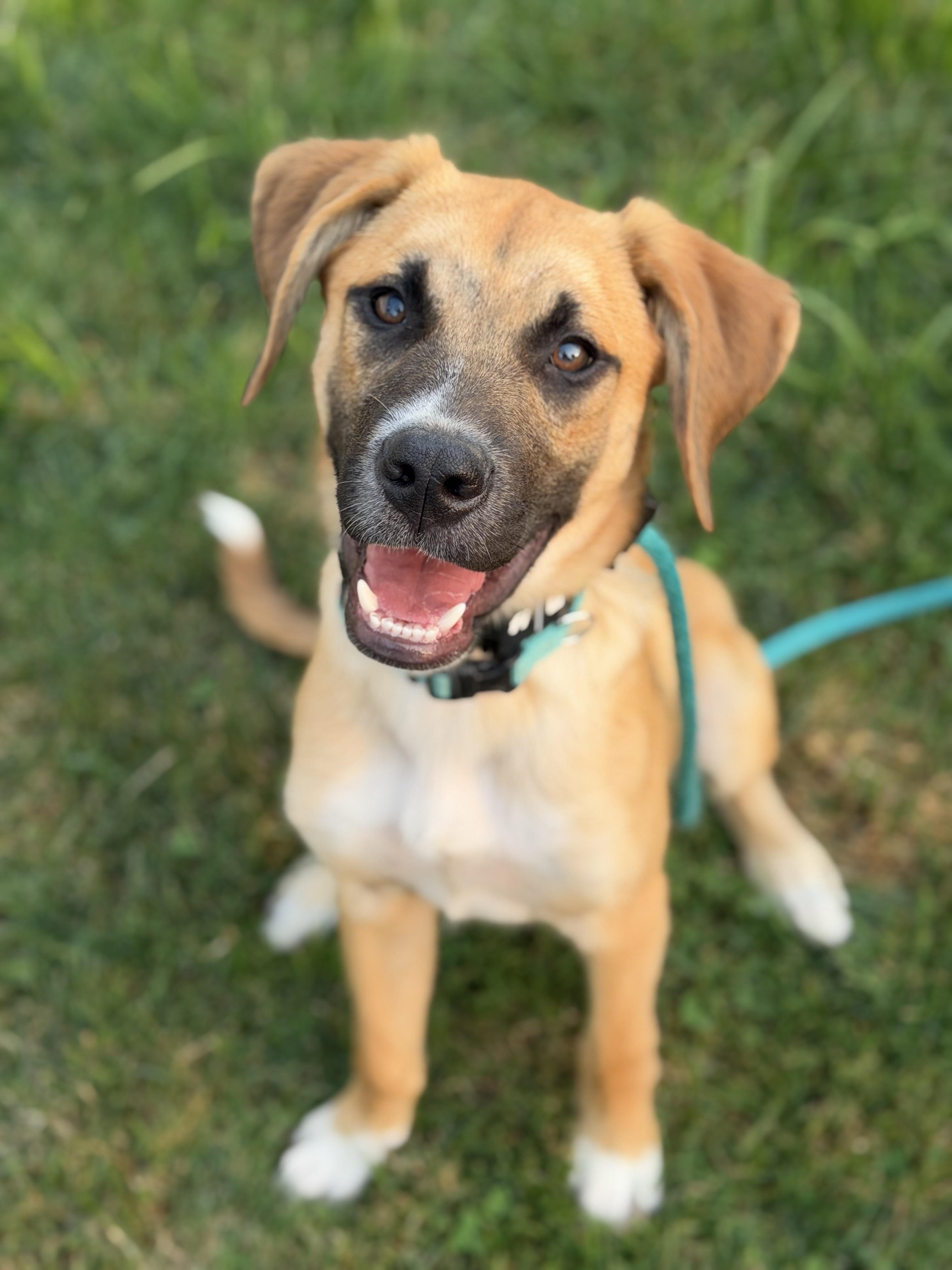 Eddie, ADOPTABLE, Puppy Male Mastiff & Boxer.
