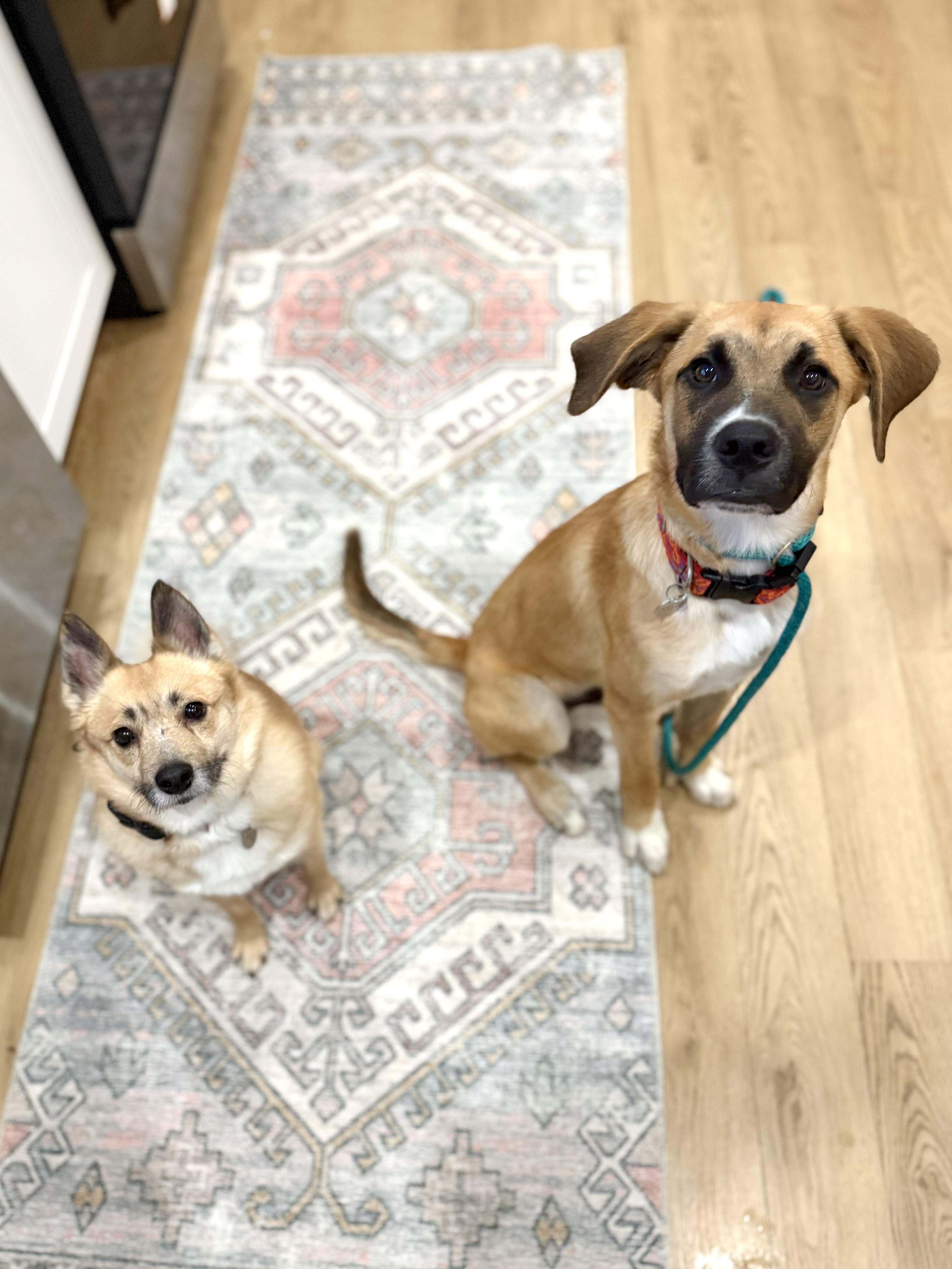Eddie, a ADOPTABLE mixed breed in Buffalo, NY image 2/4