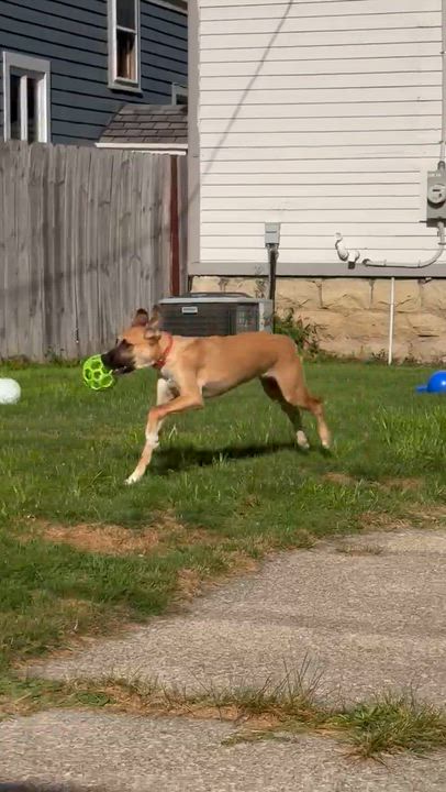 Enlarge Eddie, a ADOPTABLE mixed breed in Buffalo, NY video 4/6