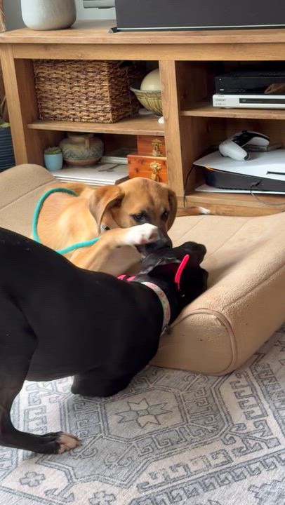 Enlarge Eddie, a ADOPTABLE mixed breed in Buffalo, NY video 3/4