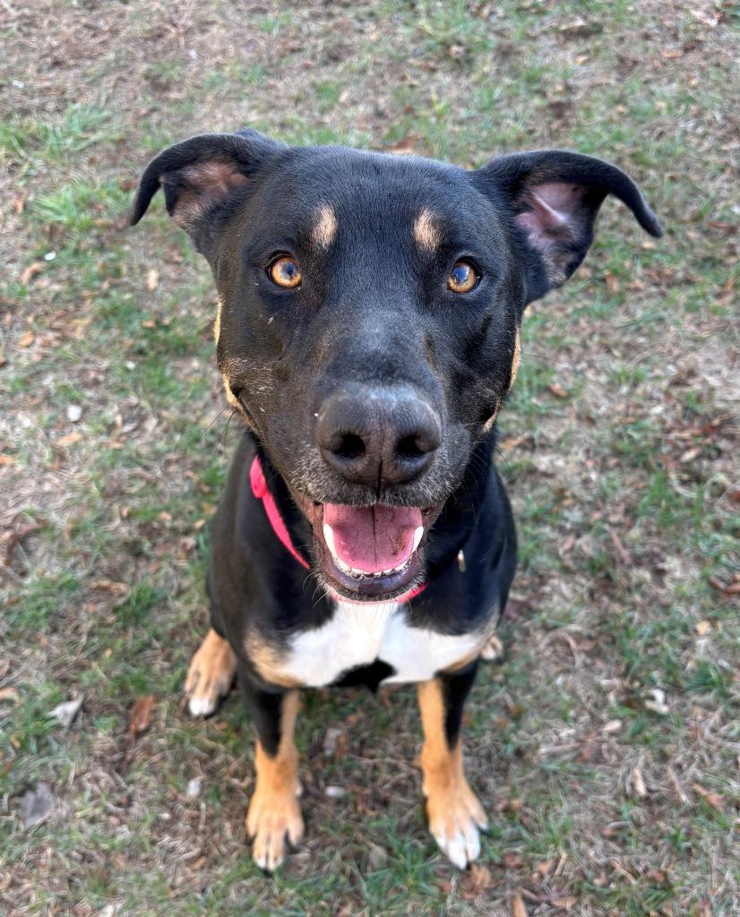 MAJOR, Adoptable, Adult Male Rottweiler & Labrador Retriever.