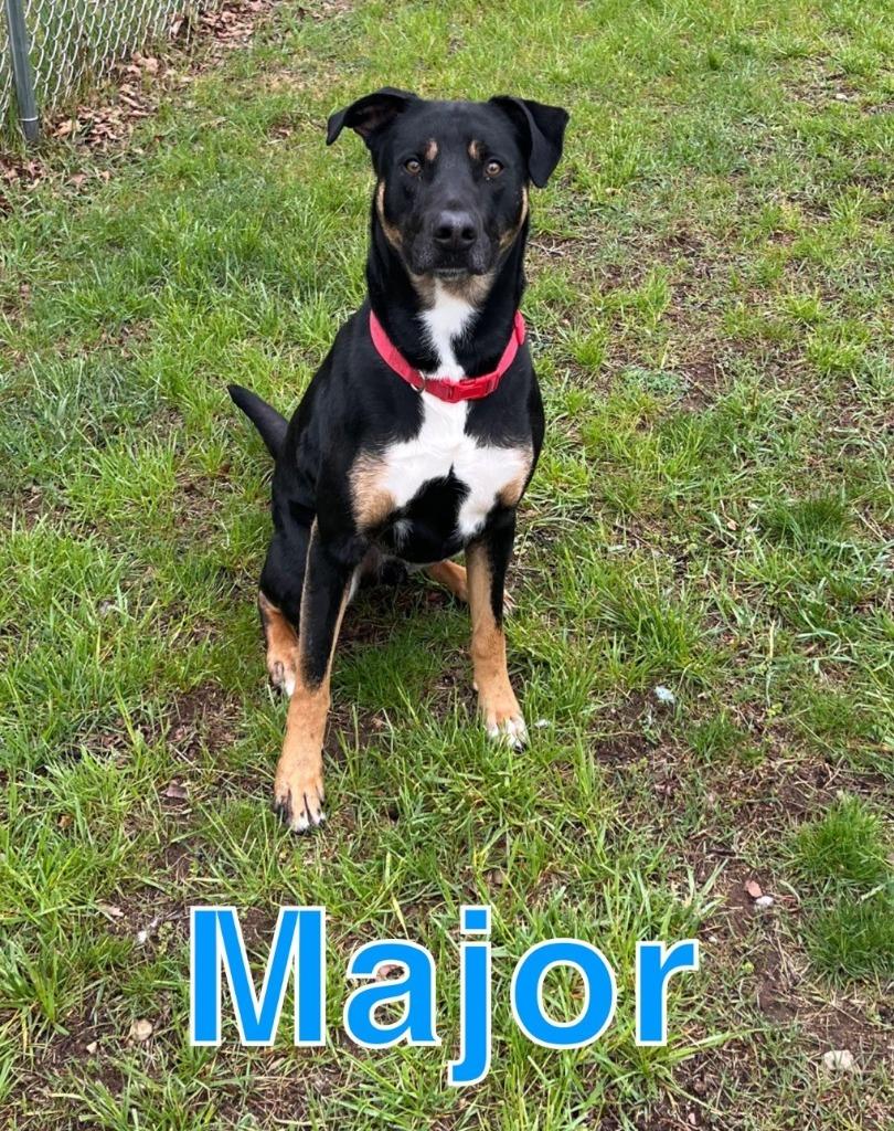 MAJOR, Adoptable, Young Male Rottweiler & Labrador Retriever.