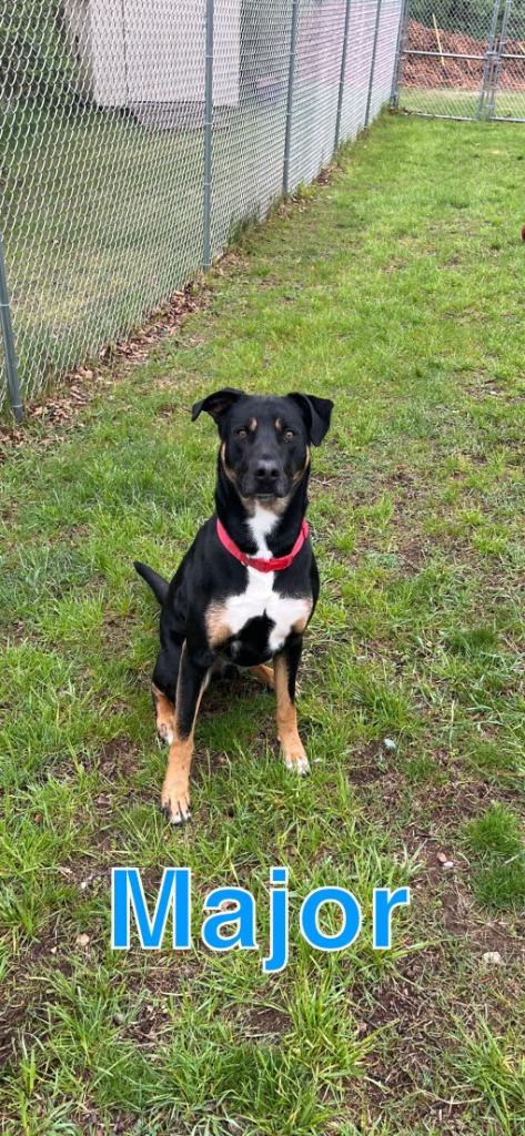 Enlarge MAJOR, a Adoptable mixed breed in Hastings, MI image 2/6