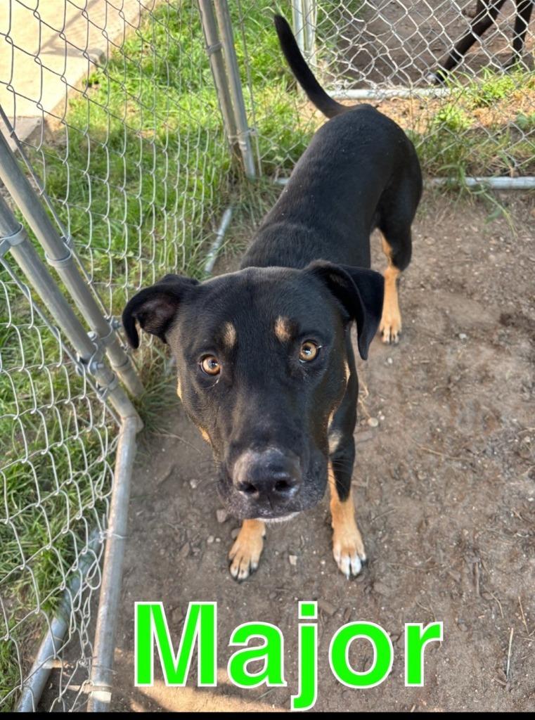 Enlarge MAJOR, a Adoptable mixed breed in Hastings, MI image 3/6