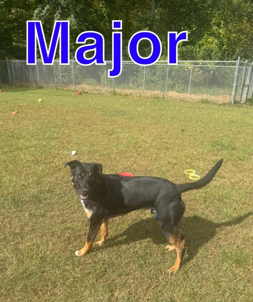 Enlarge MAJOR, a Adoptable mixed breed in Hastings, MI image 4/6
