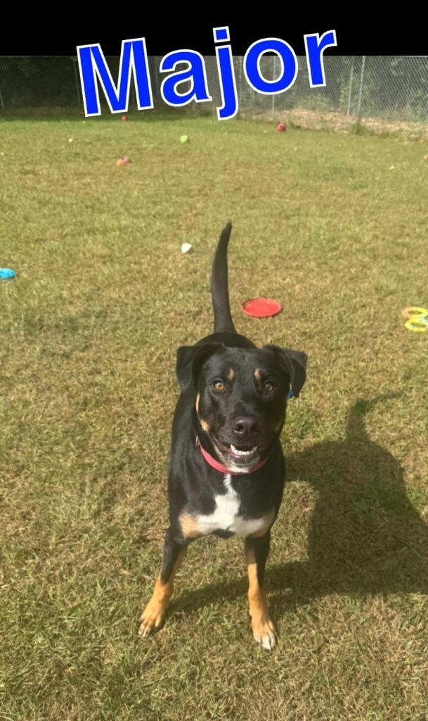 Enlarge MAJOR, a Adoptable mixed breed in Hastings, MI image 5/6