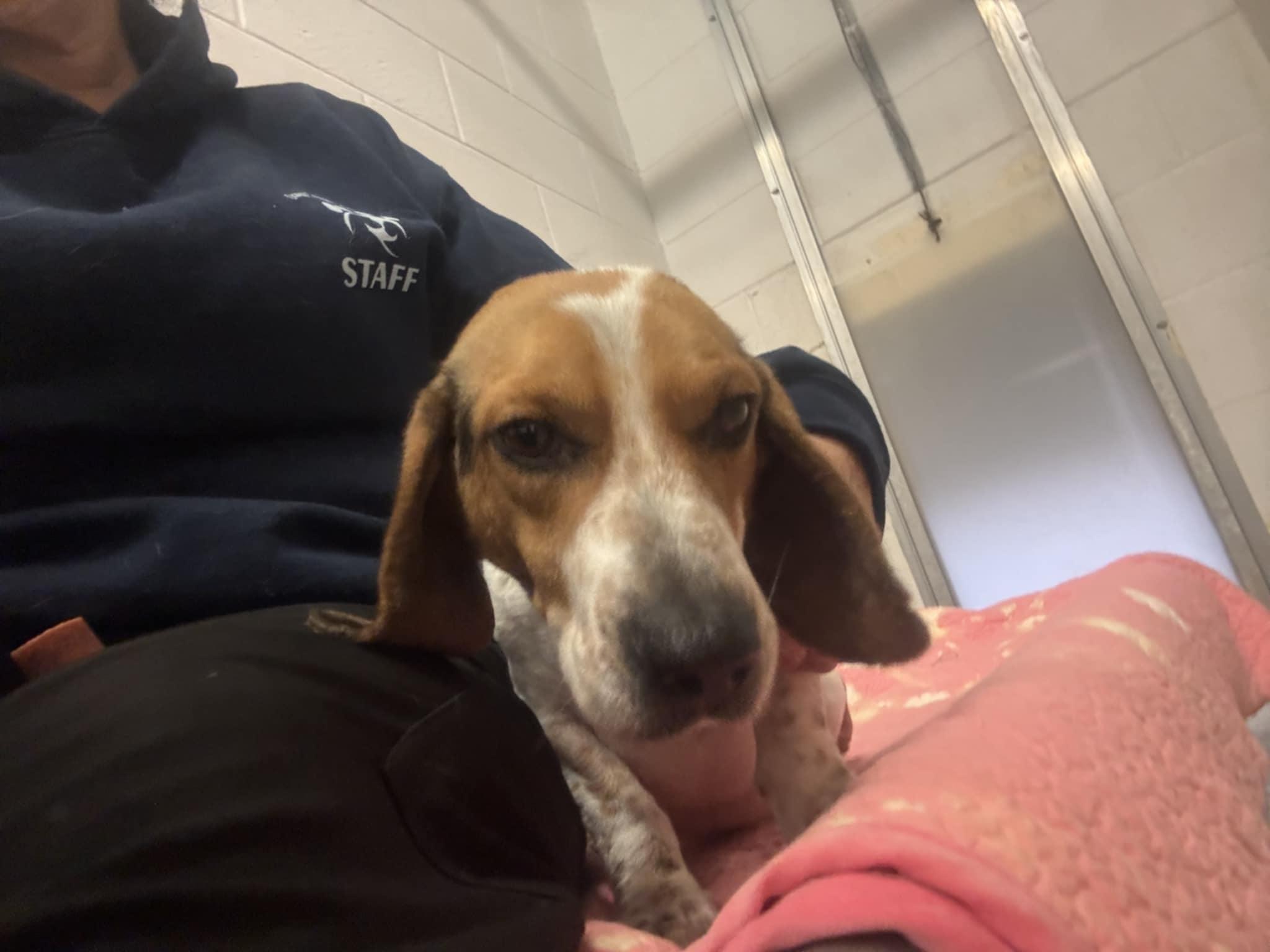 Enlarge Randall, an adopted Beagle in Orange, VA image 3/5