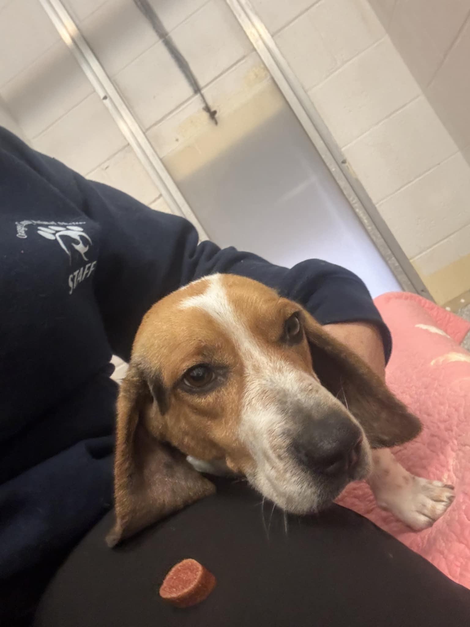 Enlarge Randall, an adopted Beagle in Orange, VA image 5/5