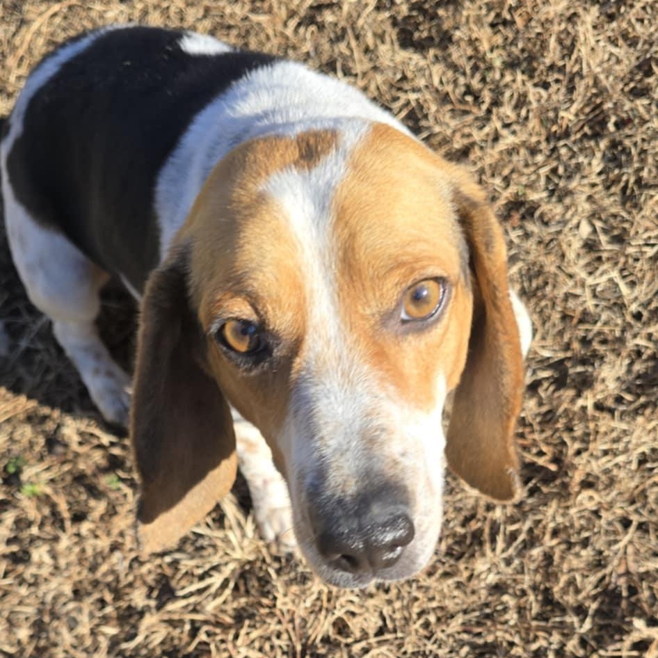 Enlarge Randall, an adopted Beagle in Orange, VA image 1/5
