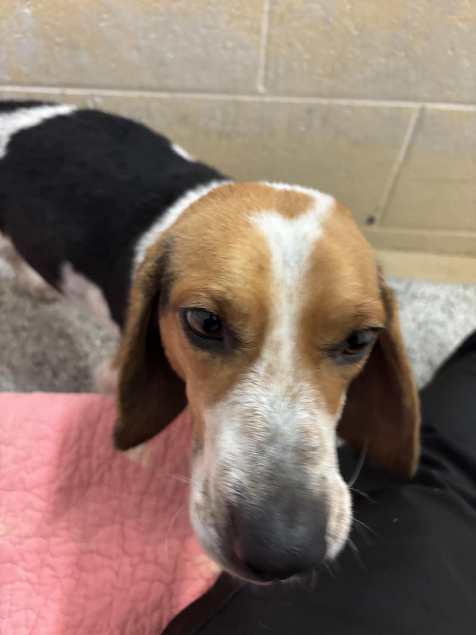 Enlarge Randall, an adopted Beagle in Orange, VA image 4/5