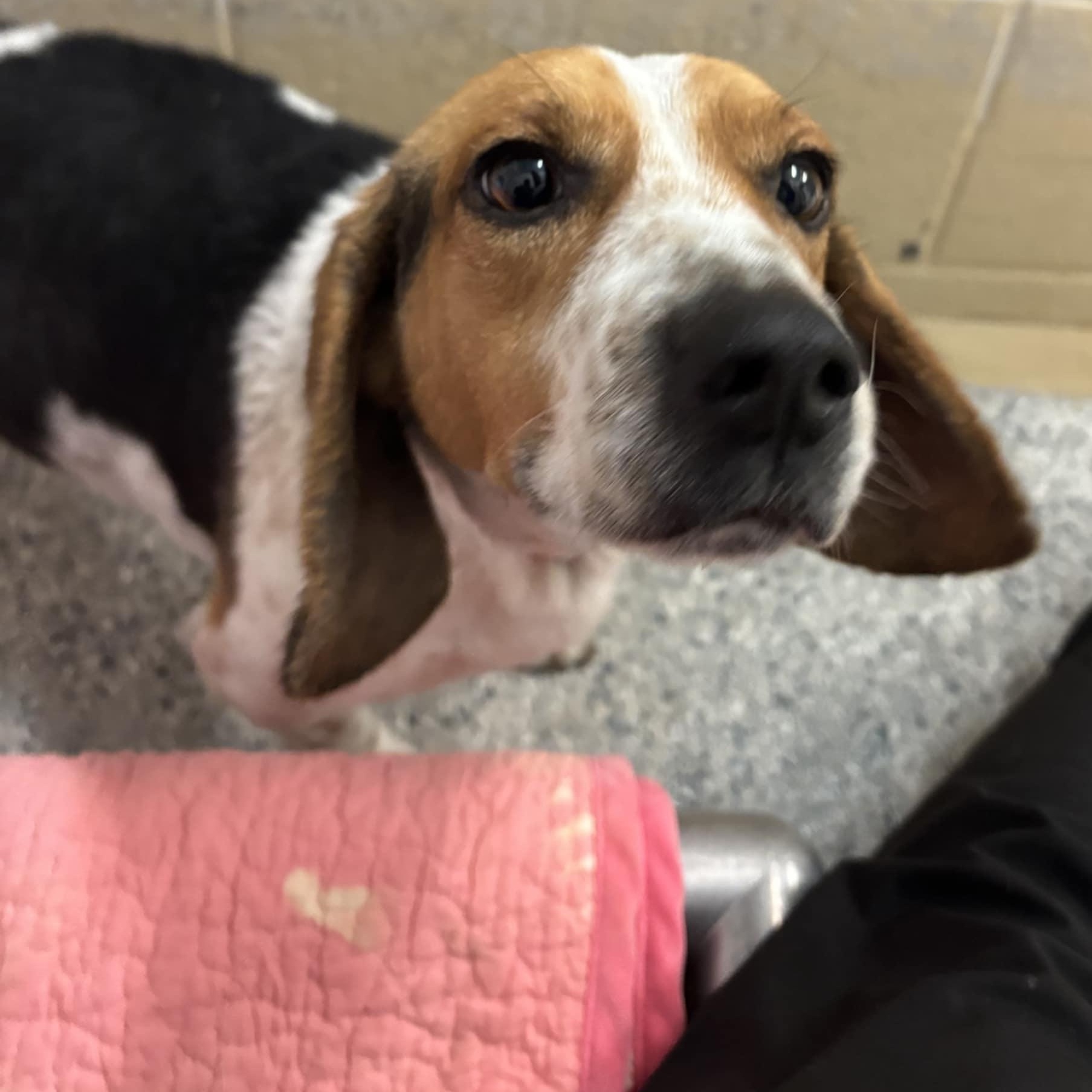 Enlarge Randall, an adopted Beagle in Orange, VA image 2/5