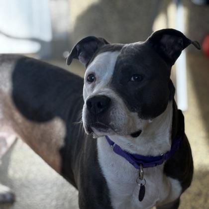 Enlarge Zella, a Adoptable mixed breed in Merriam, KS image 1/1