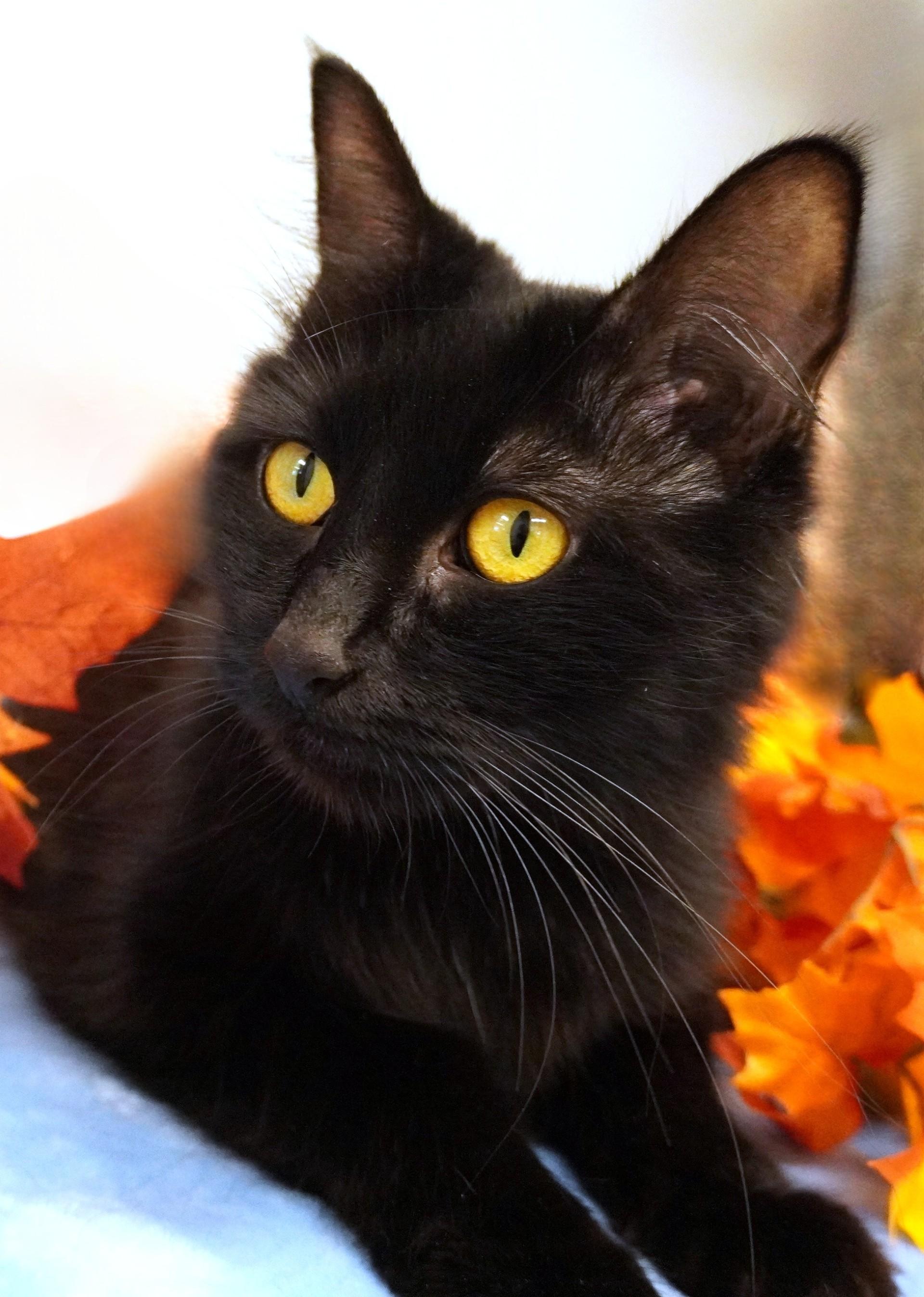 Salem, Adoptable, Adult Female Domestic Medium Hair.