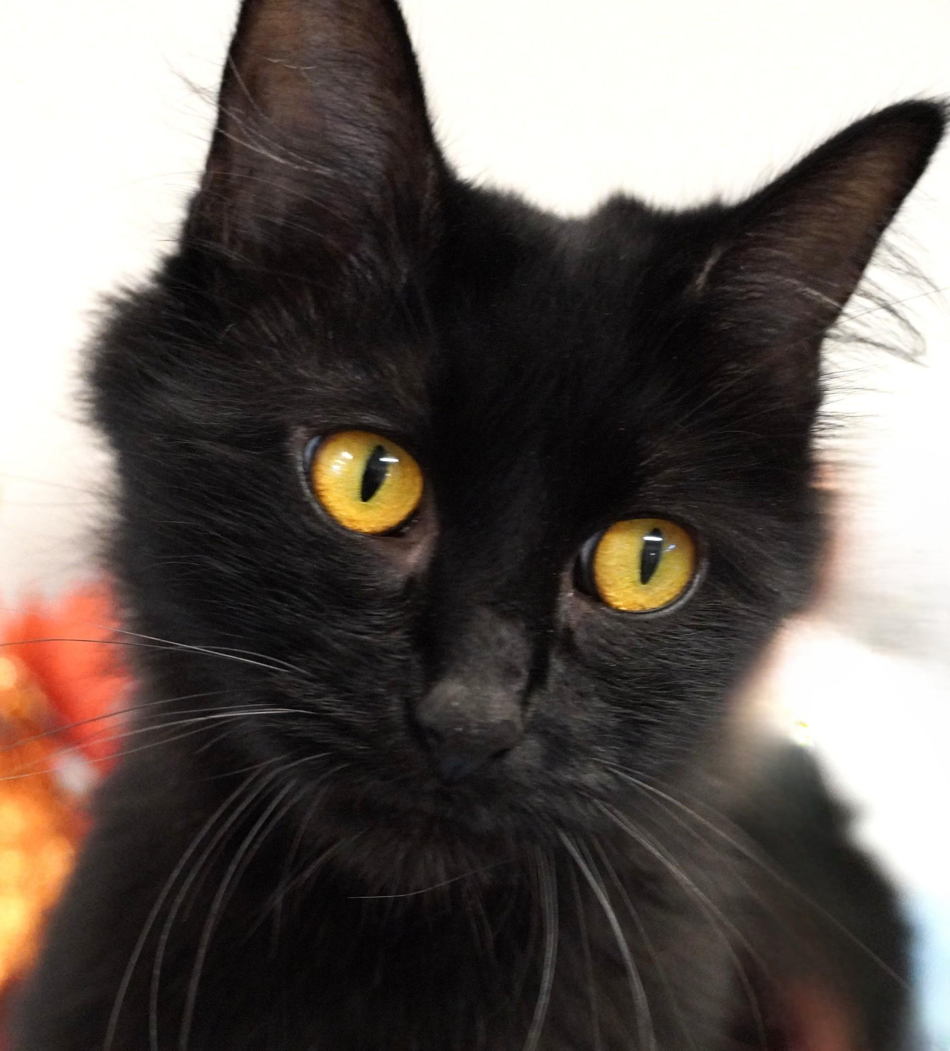 Enlarge Salem, a Adoptable Domestic Medium Hair in Grants Pass, OR image 2/2