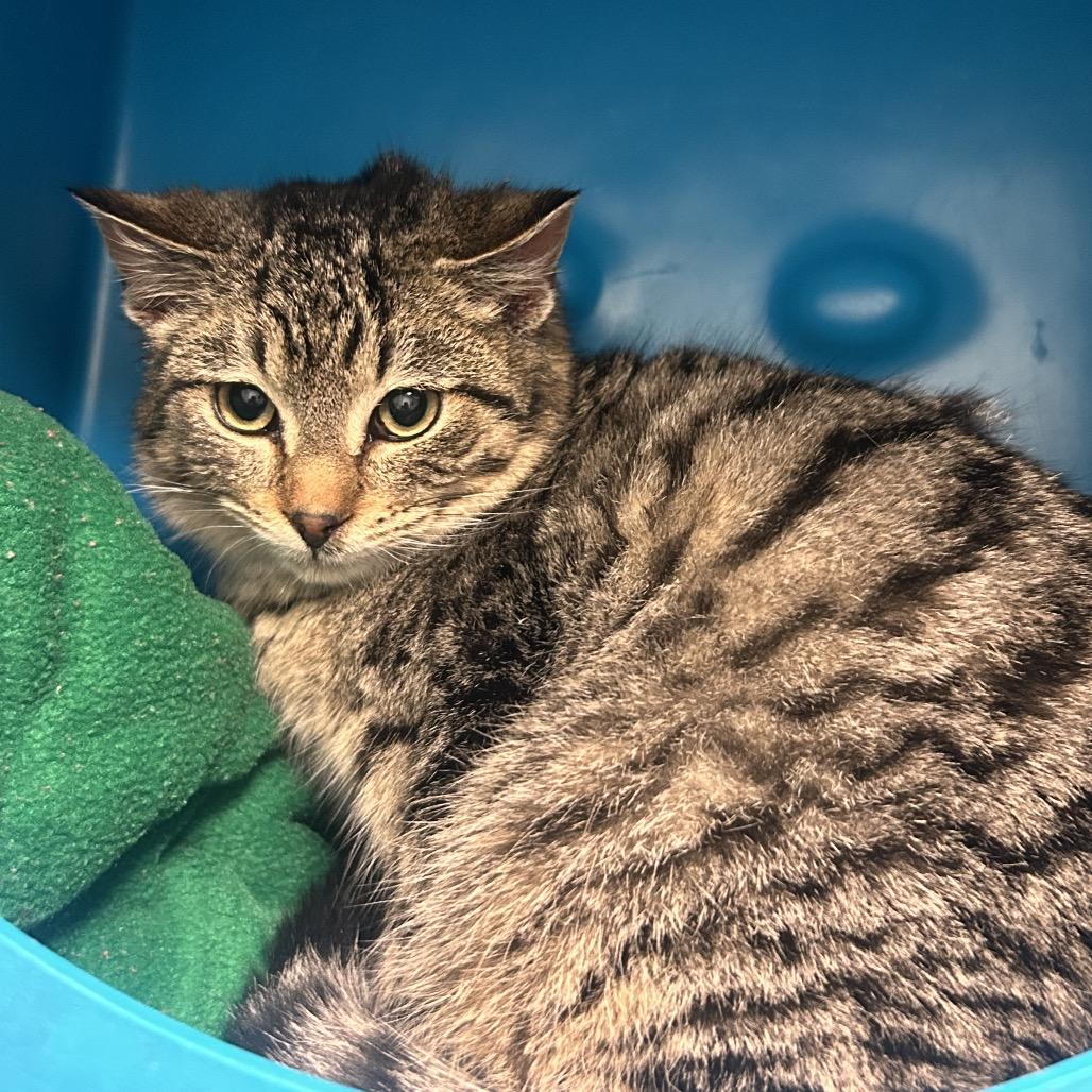 Cleetus, Adoptable, Kitten Male Domestic Short Hair.