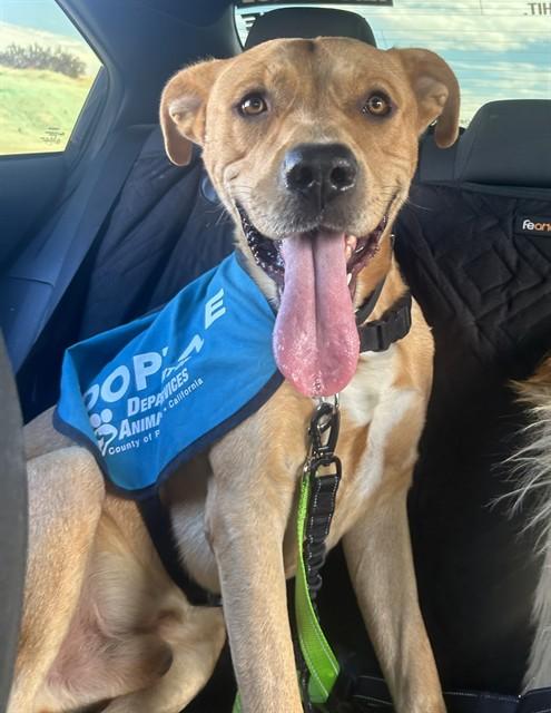 Enlarge PUPPERONI, a Adoptable mixed breed in Thousand Palms, CA image 1/1