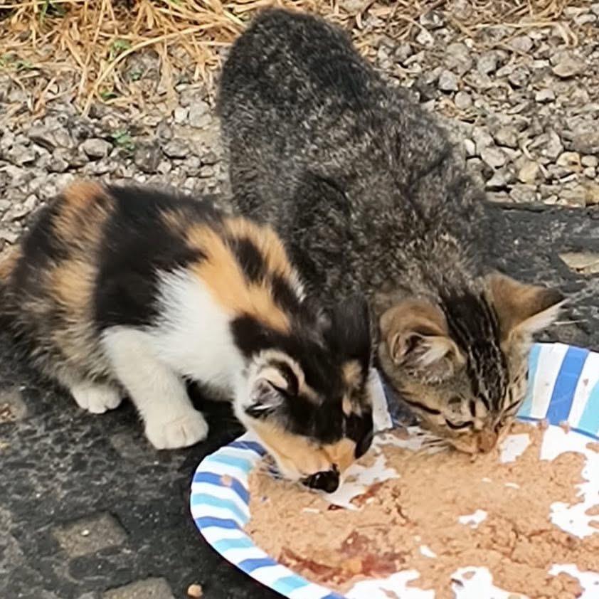Enlarge kiki (kisscali), a Adoptable Domestic Short Hair in Galesburg, IL image 1/6