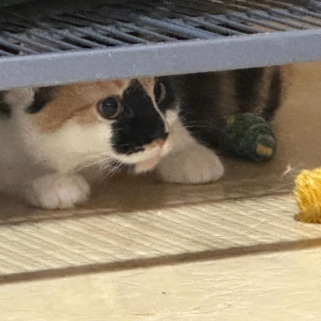 Enlarge kiki (kisscali), a Adoptable Domestic Short Hair in Galesburg, IL image 2/6