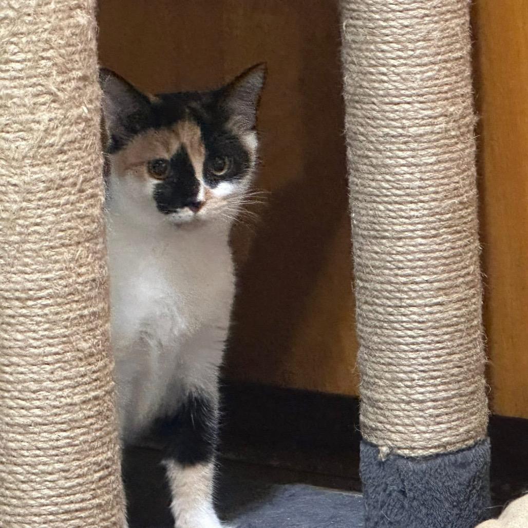 kiki, Adoptable, Young Female Domestic Short Hair.