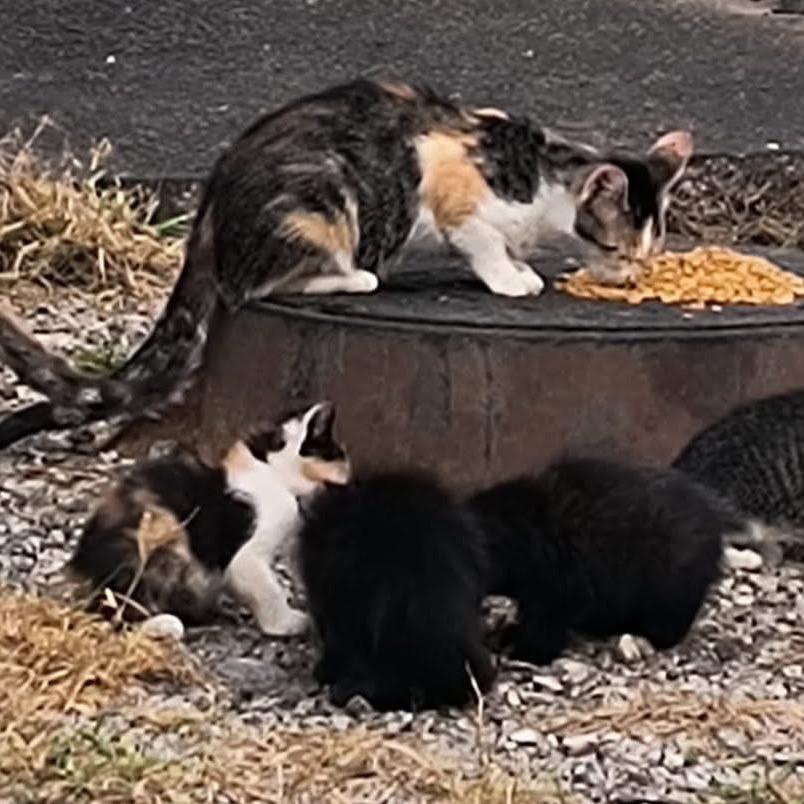 Enlarge kiki (kisscali), a Adoptable Domestic Short Hair in Galesburg, IL image 6/6