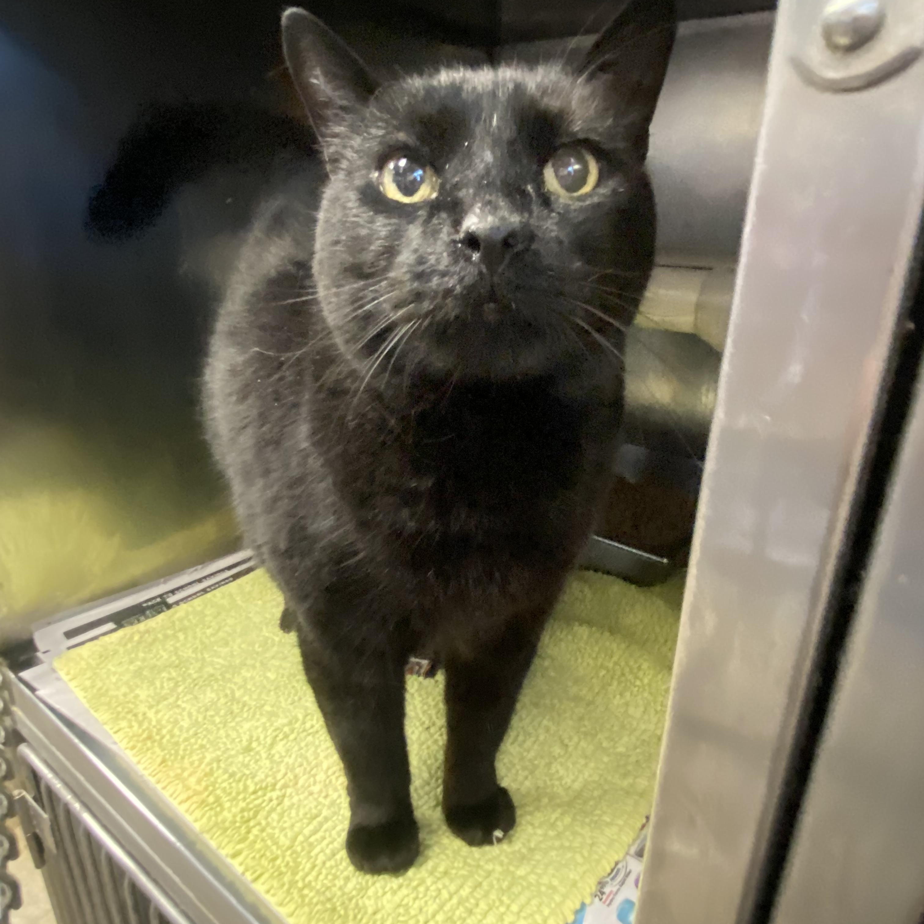 Biggie Smalls, a Adoptable Domestic Short Hair in Somerset, NJ image 1/3