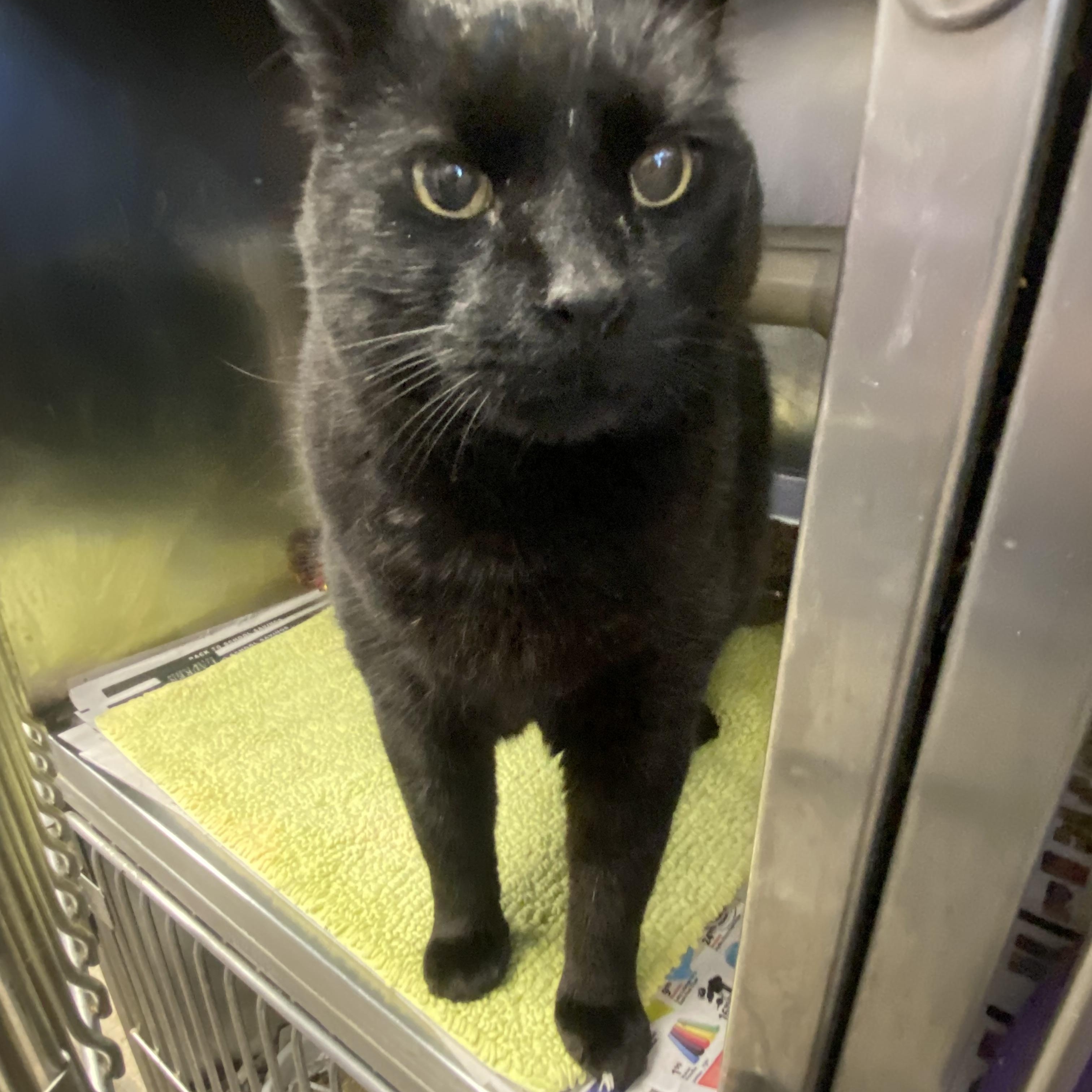 Biggie Smalls, a Adoptable Domestic Short Hair in Somerset, NJ image 2/3