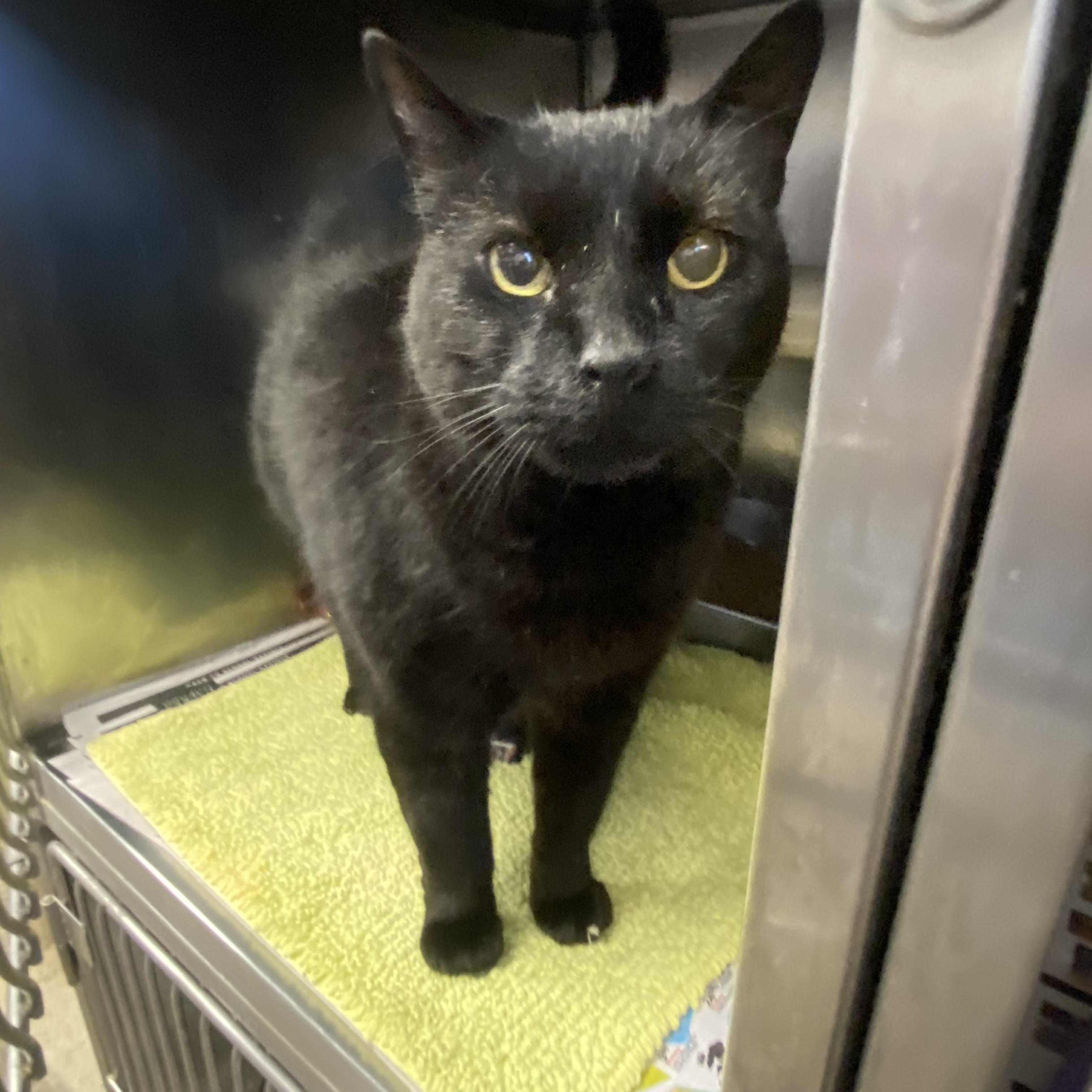 Biggie Smalls, a Adoptable Domestic Short Hair in Somerset, NJ image 3/3