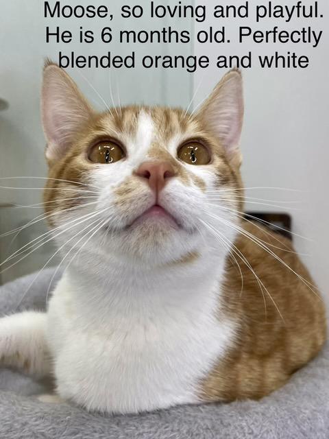 Moose, Adopted, Young Male Domestic Short Hair.