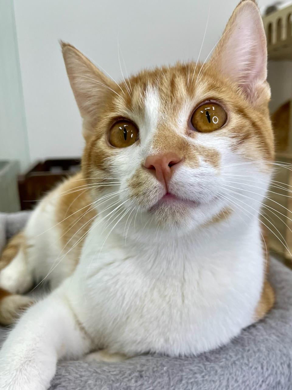 Enlarge Moose, a Adopted Domestic Short Hair in chino, CA image 2/4