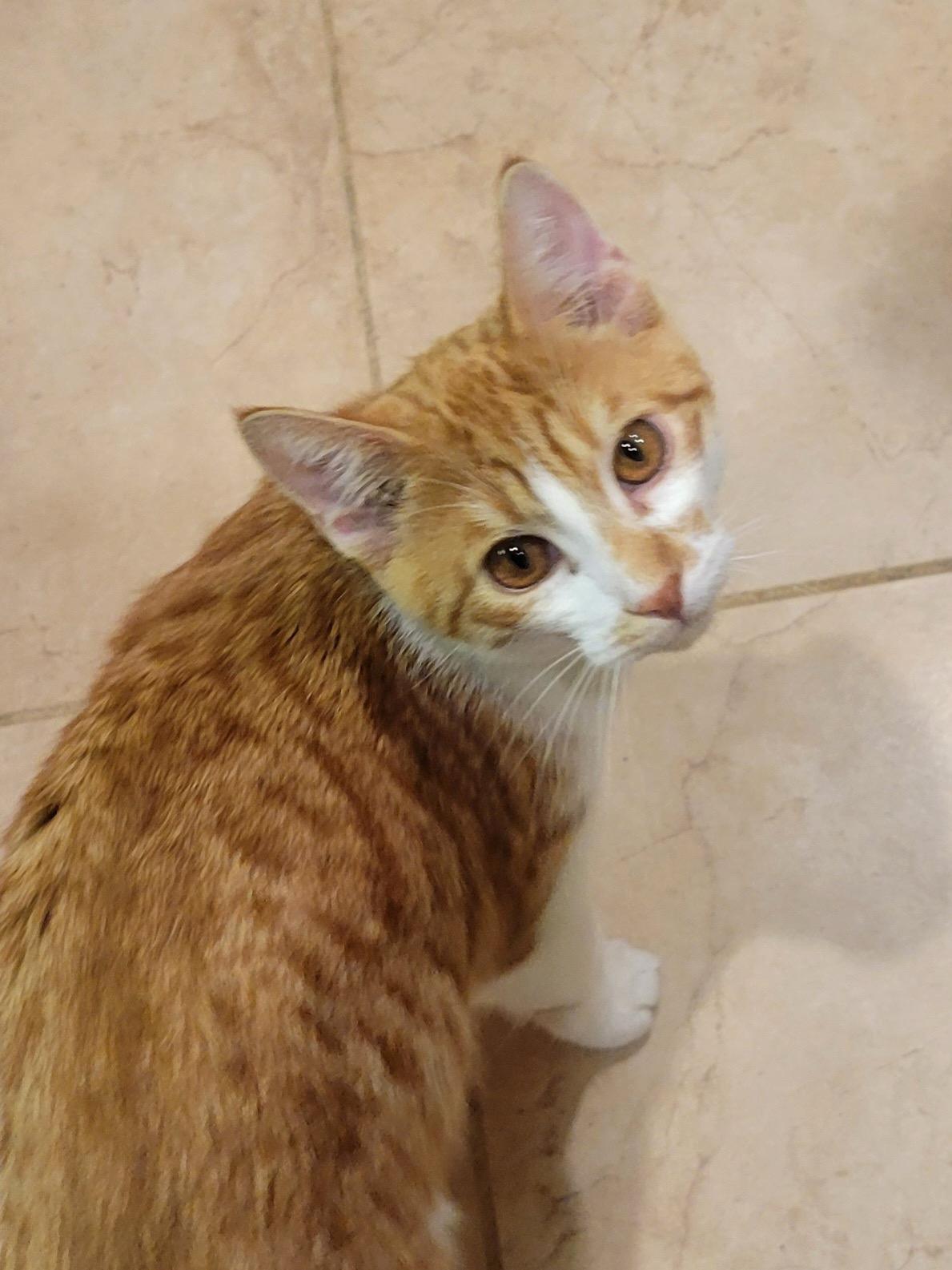 Enlarge Moose, a Adopted Domestic Short Hair in chino, CA image 3/4