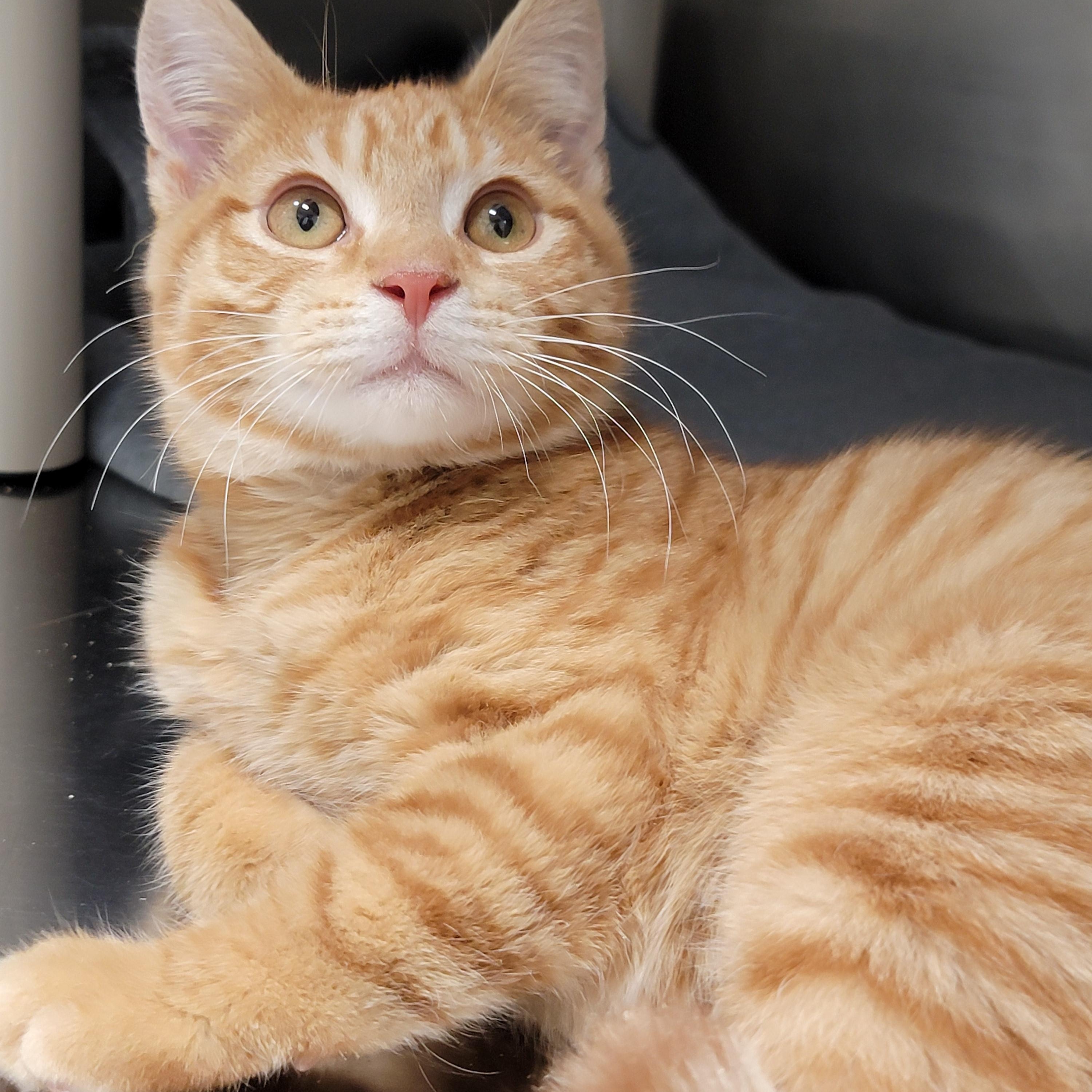 Critter, adopted, Kitten Male Domestic Short Hair.