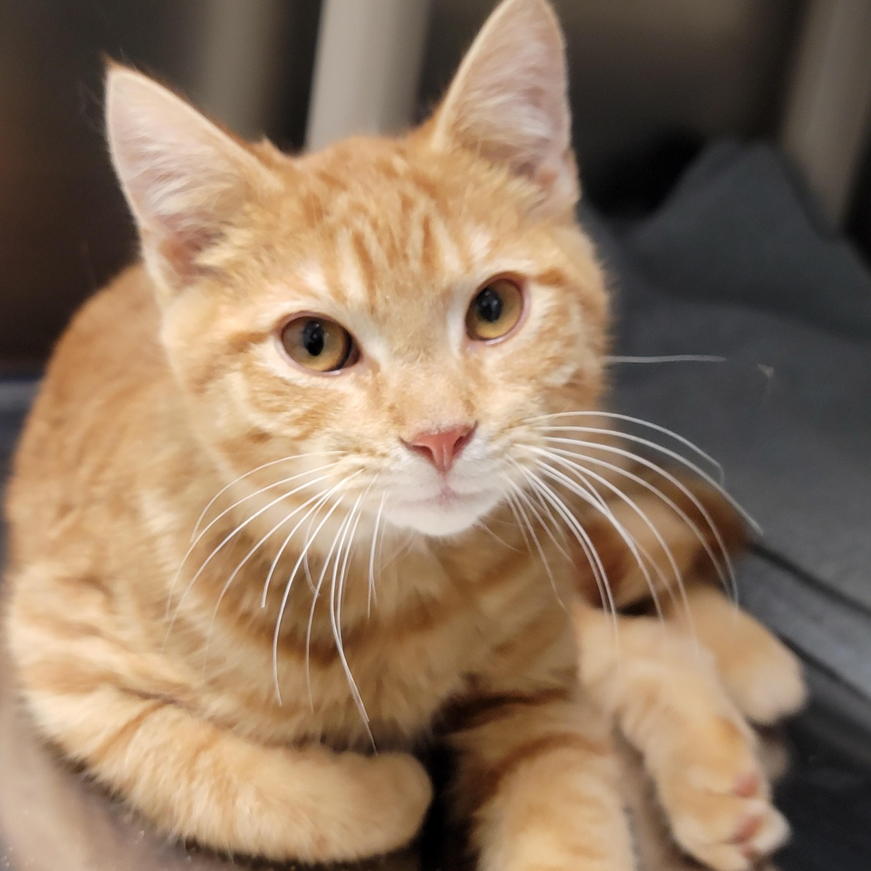 Enlarge Critter, an adopted Domestic Short Hair in Hornell, NY image 2/2