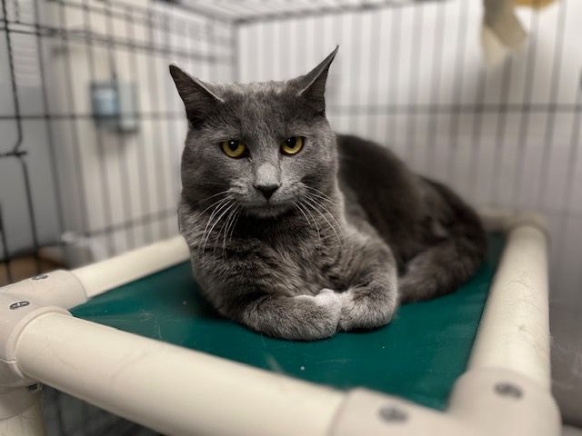 Enlarge Apollo, a Adoptable Domestic Short Hair in Geneseo, IL image 1/1