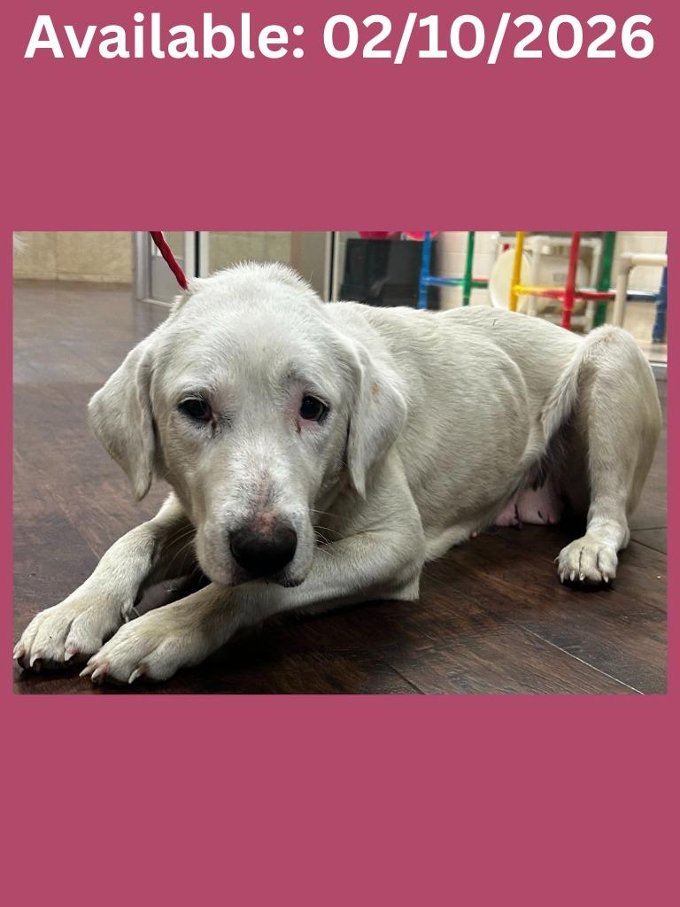 Dog Kennel #8, Adoptable, Adult Female Great Pyrenees & Australian Shepherd.