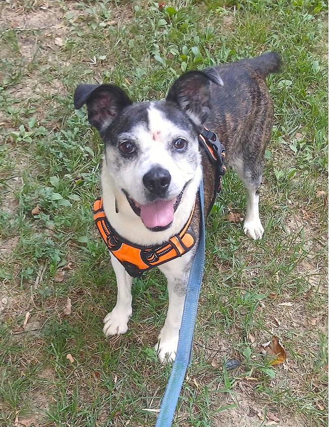 HENRY, ADOPTABLE, Senior Male Terrier.