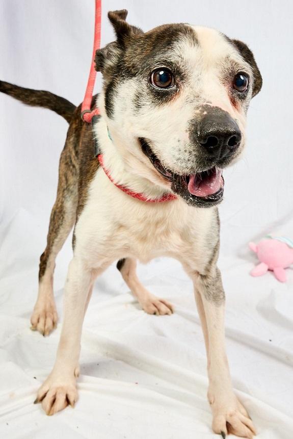 HENRY, a ADOPTABLE Terrier in Pegram, TN image 6/6