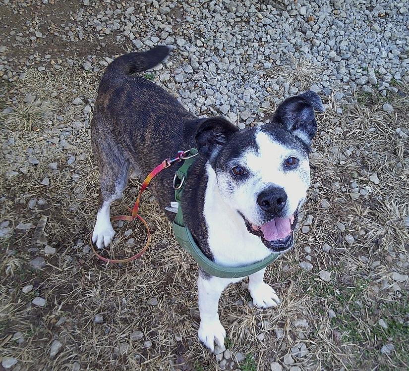 HENRY, ADOPTABLE, Senior Male Terrier.