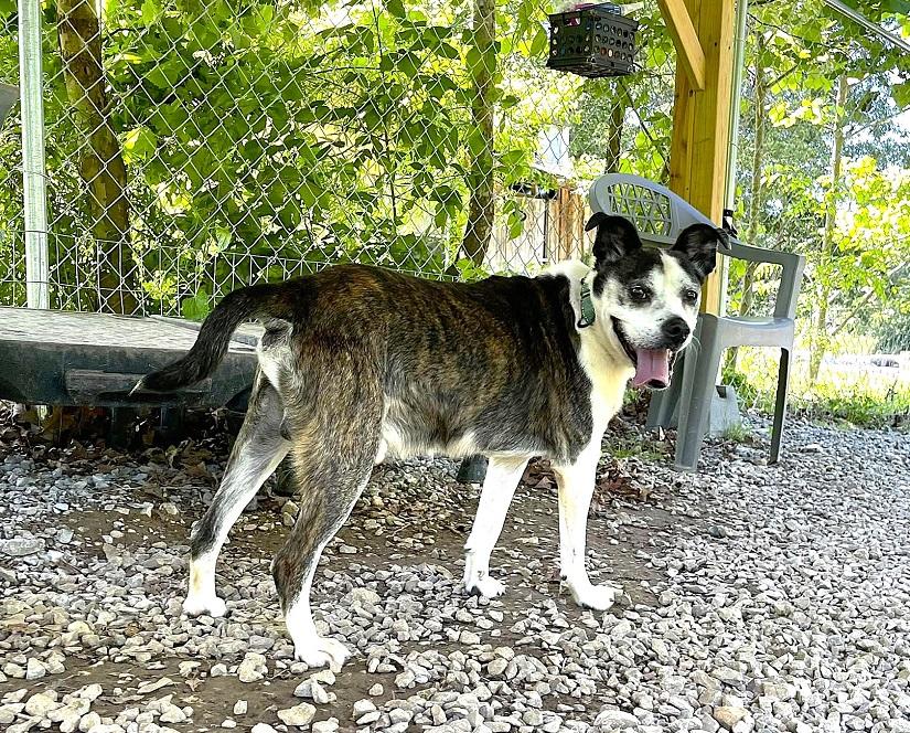 HENRY, a ADOPTABLE Terrier in Pegram, TN image 3/6
