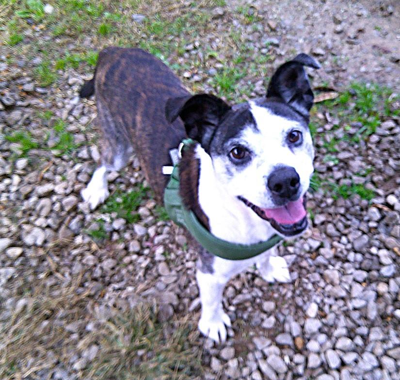 HENRY, a ADOPTABLE Terrier in Pegram, TN image 5/6